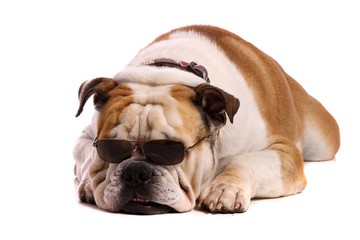 Hund Bulldogge mit Sonnenbrille