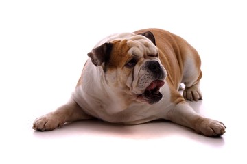 Obraz premium liegender Hund englische Bulldogge