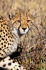 Obraz na płótnie Canvas Cheetah in the Okavango Delta, Botswana