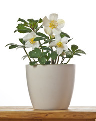 Helleborus spring flower in a flowerpot