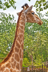 Giraffe