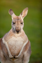 KANGAROO