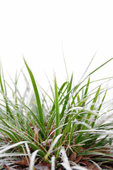 Green grass in winter