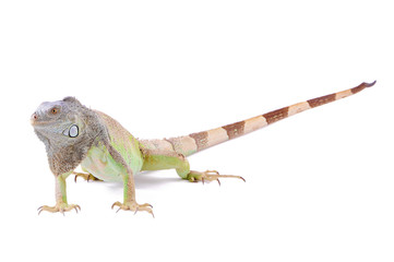green iguana