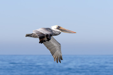 Brown Pelican in Flight