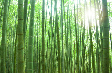 green bamboo forest with sunlight