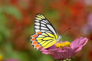 Plakat Pomarańczowy żółty Gull motyl kwiat przyciąga zinnia