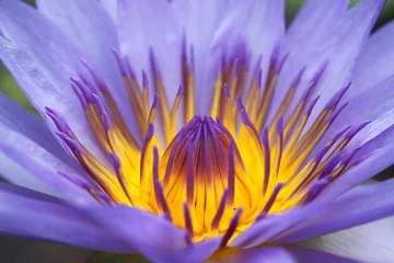 Crédence de cuisine en verre imprimé Nénuphars Close up of Purple water lily