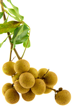 longan