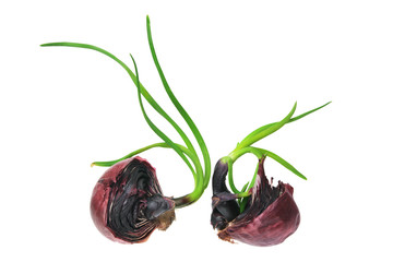 Sprouting Red Onion