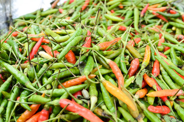 Fresh Red and Green Chili  background texture