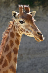 Portrait of giraffe on a grey background