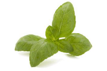 Fresh basil leaves