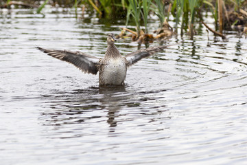 Gadwall spread wings
