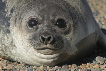 Jeune otarie sur la plage de Punta Ninfas en Patagonie argentine