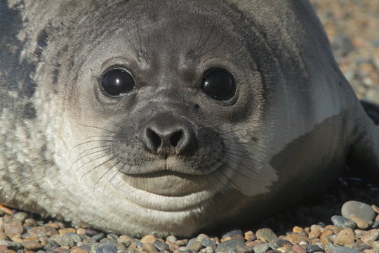 Jeune otarie sur la plage de Punta Ninfas en Patagonie argentine