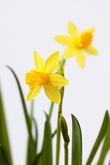 Fototapeta premium Daffodil lat. Narcissus