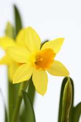 Daffodil lat. Narcissus