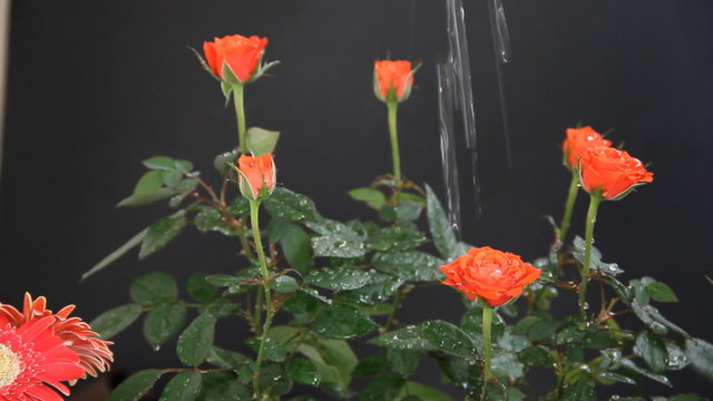 watering of rose flowers