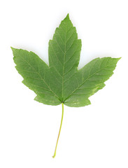 Obraz premium Beautiful green leaf isolated on white