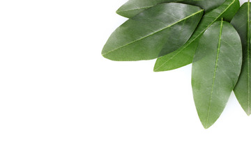 Beautiful green leaves isolated on white