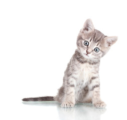 Beautiful kitten isolated on white