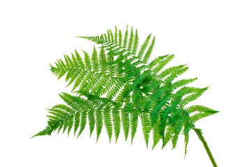 Three green leaves of fern isolated on white © Africa Studio
