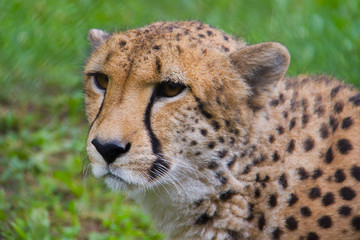 cheetah