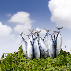 Fresh Tuna fishes in basket, against blue sky with clouds