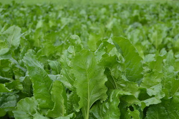 Growing sallad