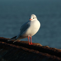 seagull in morning sun