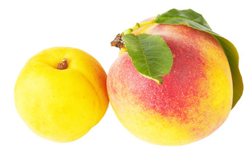 peach and apricot