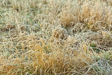 Fototapeta premium frozen grass at the meadow