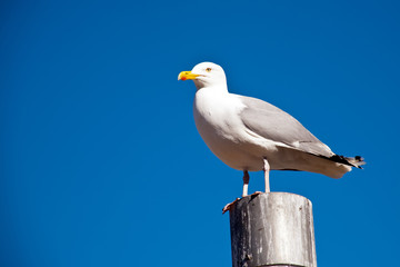seagull