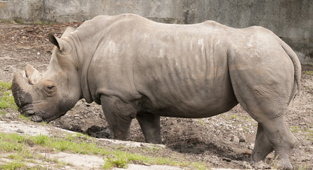 Fototapeta premium Rhinoceros in the zoo