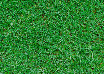Beautiful green grass pattern