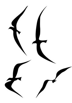 flying birds silhouette on white background