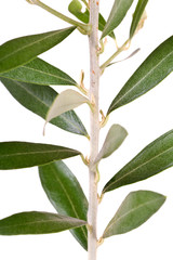 Obraz premium isolated olive tree branch