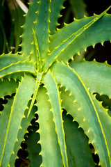 aloe vera plant