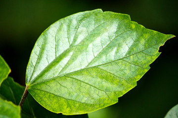 shiny green leaf
