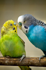 two budgerigar birds
