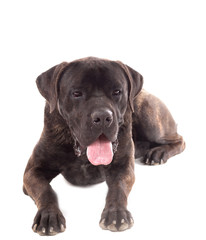 Cane Corso bringé sur fond blanc