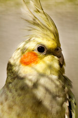 Cockatiel (Nymphicus hollandicus)