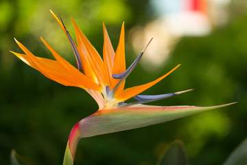 Strelitzia reginae flower