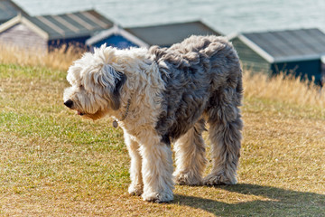 Old English Sheep Dog