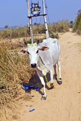 cow walking along a trail in open area