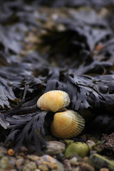 Shell and Seaweed