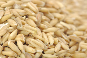 Whole Oats Close-Up