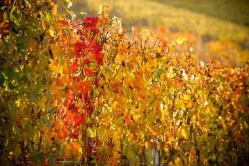 Vigneti delle Langhe in Autunno