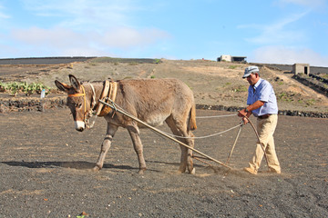 Bauer auf Lanzarote mit Esel / Konventionelle Landwirtschaft